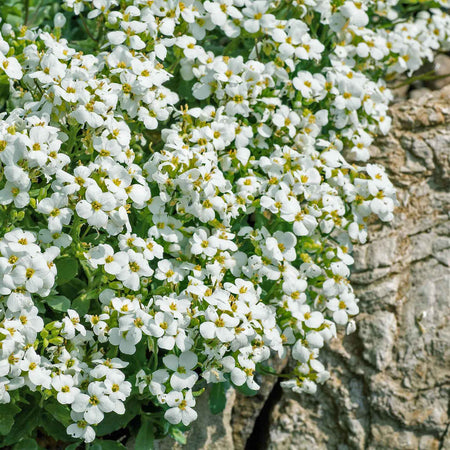 Arabis Plant 'Alpina Alabaster'