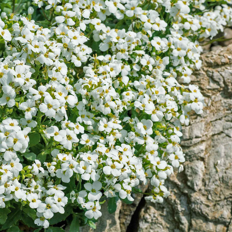 Arabis Plant 'Alpina Alabaster'