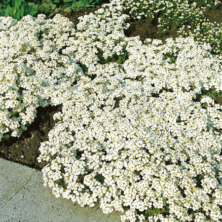 Arabis Plant 'Alpina Alabaster'