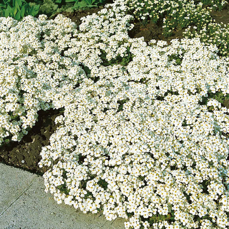 Arabis Plant 'Alpina Alabaster'