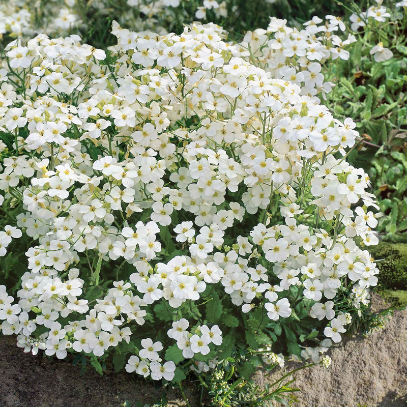 Arabis Plant 'Alpina Alabaster'