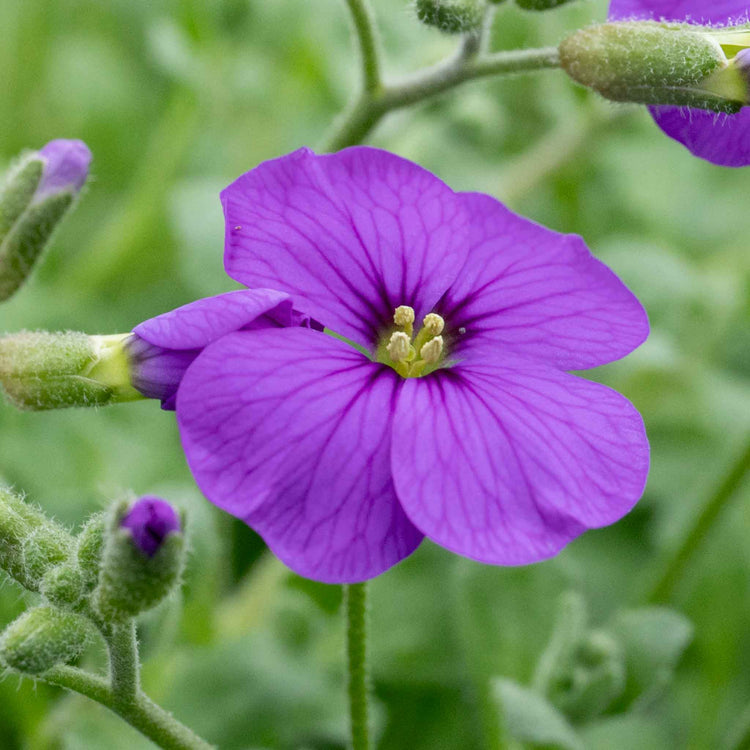 Aubrieta Plant 'Audrey Sky Blue'