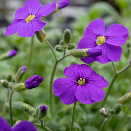 Aubrieta Plant 'Audrey Sky Blue'