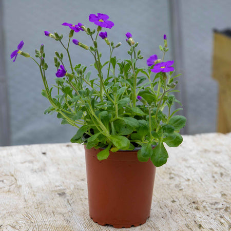 Aubrieta Plant 'Audrey Sky Blue'