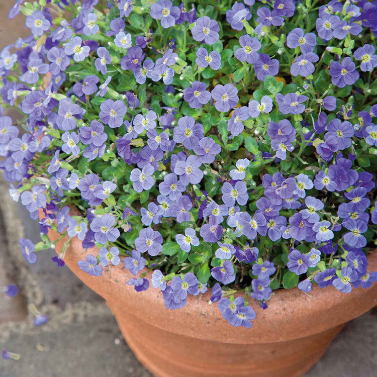 Aubrieta Plant 'Audrey Sky Blue'