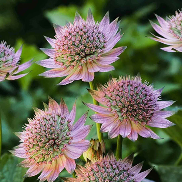 Astrantia Plant 'Florence'