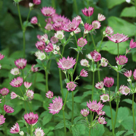 Astrantia Plant 'Roma'