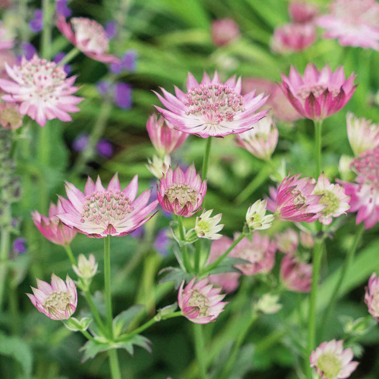 Astrantia Plant 'Roma'