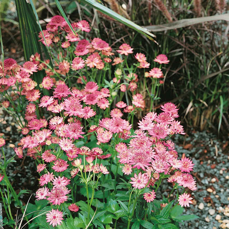 Astrantia Plant 'Roma'