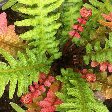 Doodia Plant 'Rough Ruby'