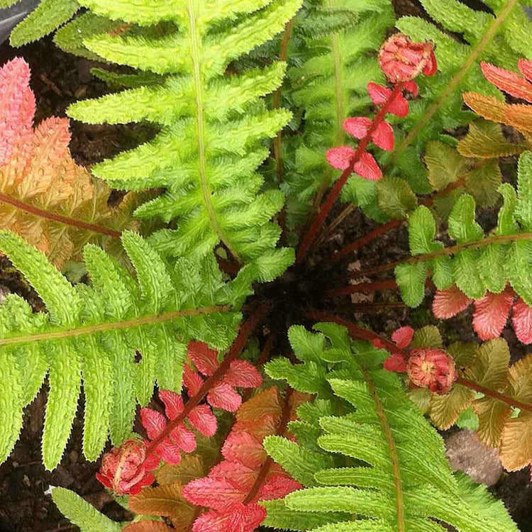 Doodia Plant 'Rough Ruby'