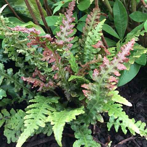 Doodia Plant 'Rough Ruby'