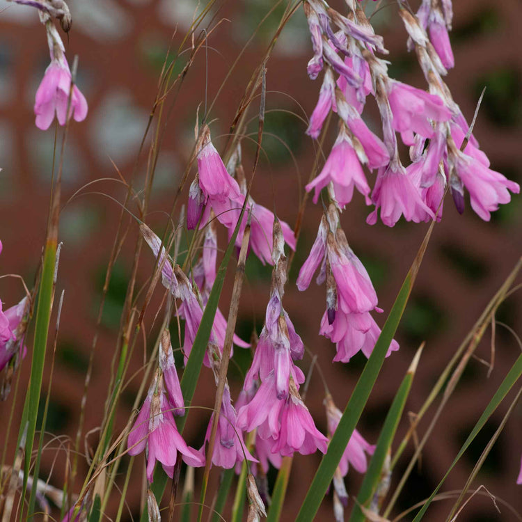 Dierama Plant 'Pulcherrimum Wind Nymph Cameo'