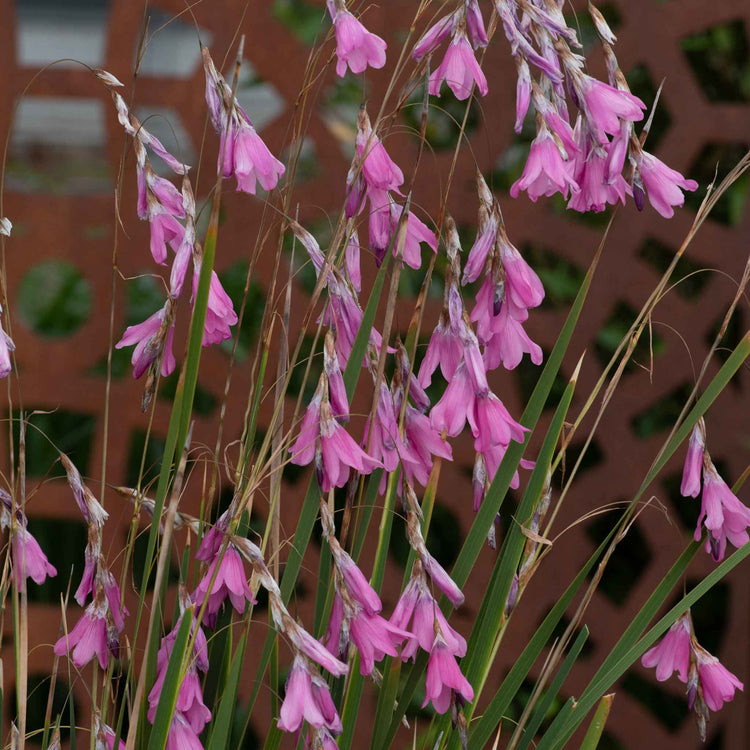 Dierama Plant 'Pulcherrimum Wind Nymph Cameo'