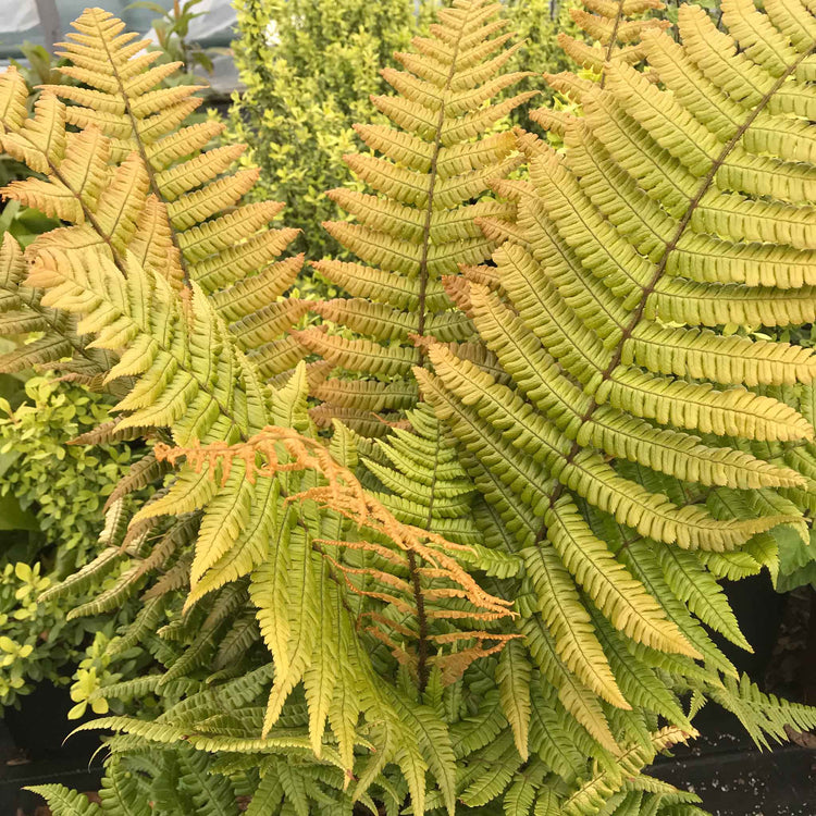 Dryopteris Plant 'Jurassic Gold'