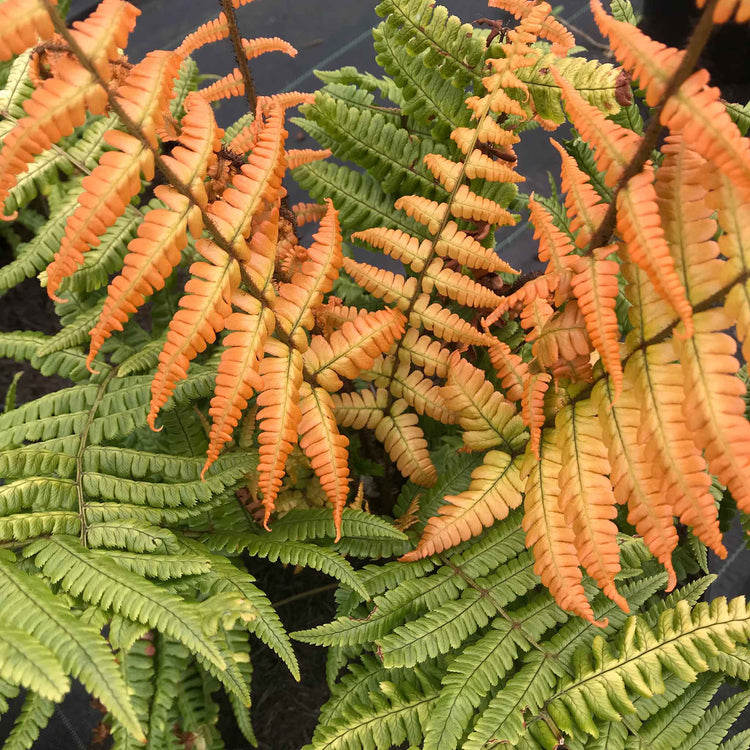 Dryopteris Plant 'Jurassic Gold'