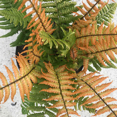 Dryopteris Plant 'Jurassic Gold'