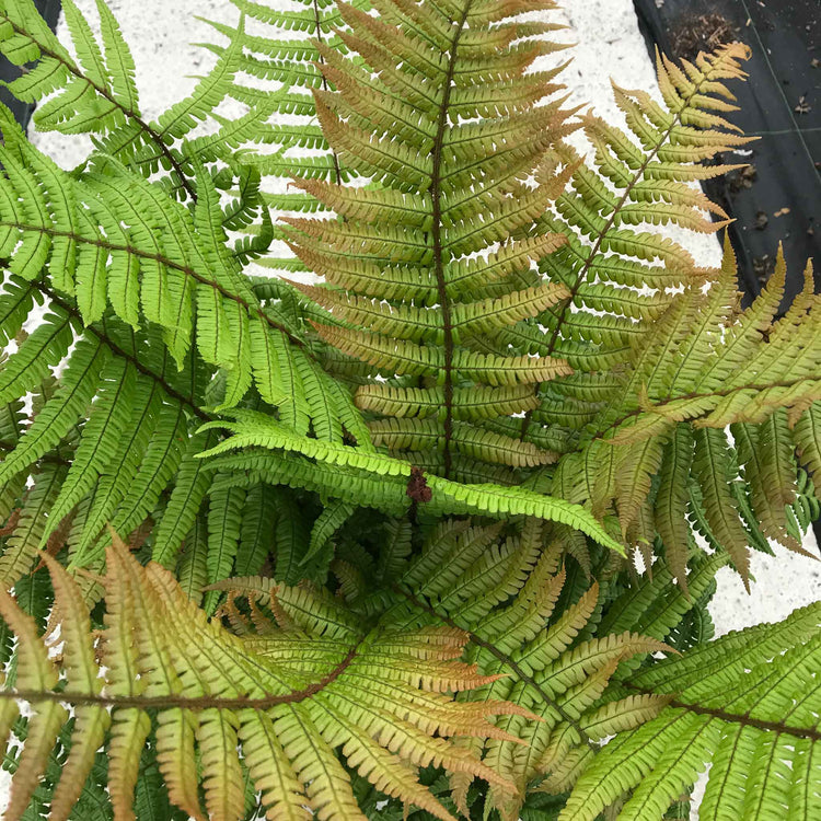 Dryopteris Plant 'Jurassic Gold'