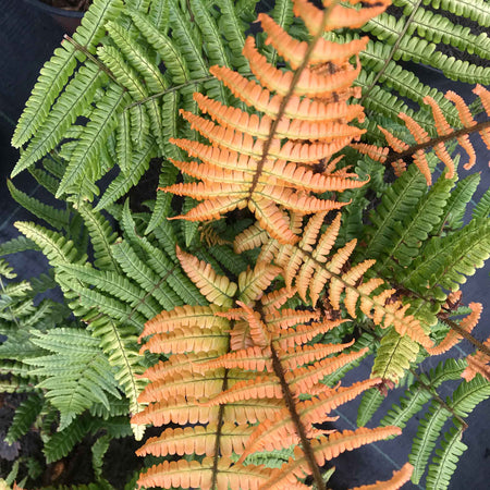 Dryopteris Plant 'Jurassic Gold'