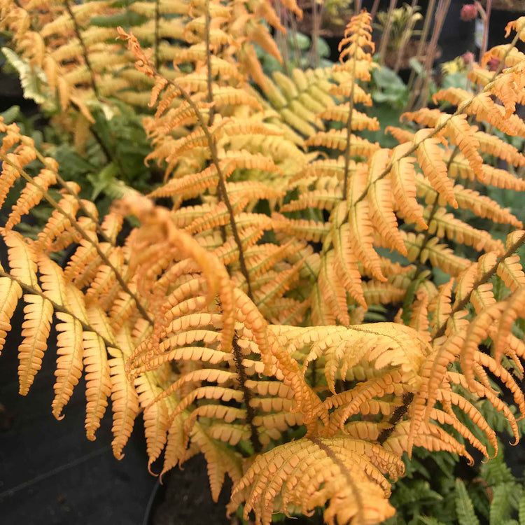 Dryopteris Plant 'Jurassic Gold'