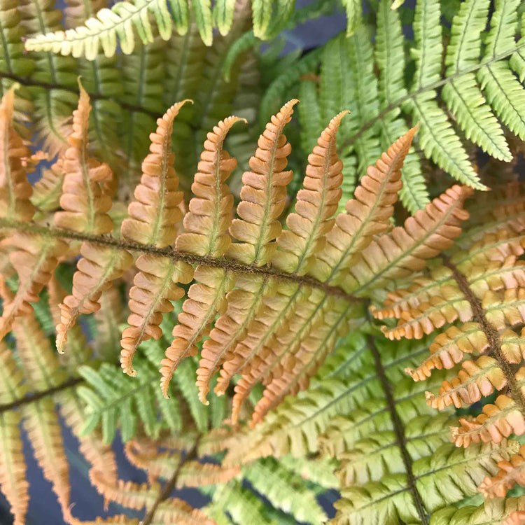 Dryopteris Plant 'Jurassic Gold'