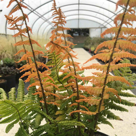 Dryopteris Plant 'Jurassic Gold'