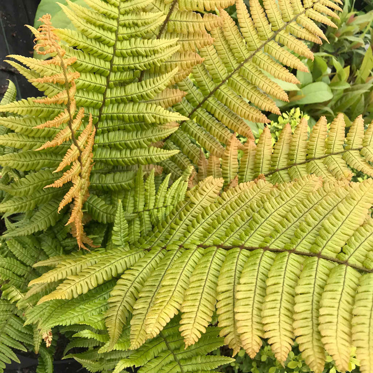 Dryopteris Plant 'Jurassic Gold'