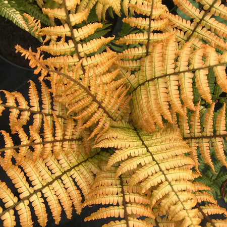 Dryopteris 'Jurassic Gold'