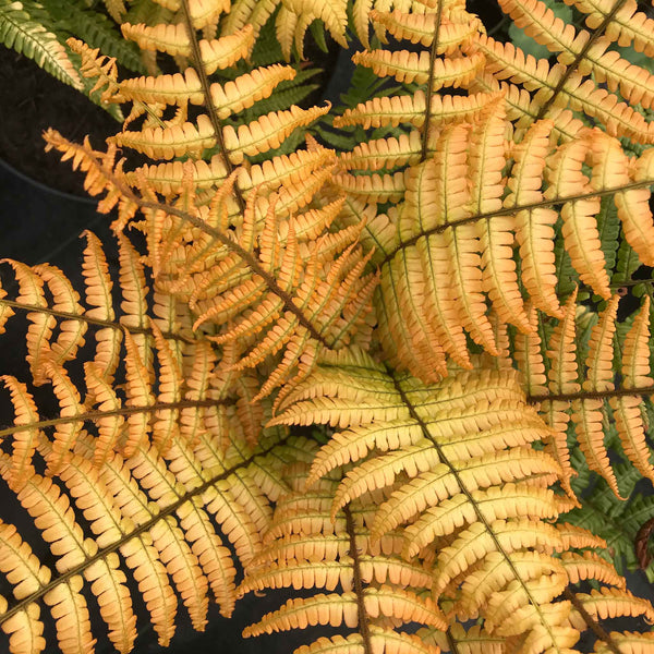 Dryopteris Plant 'Jurassic Gold'