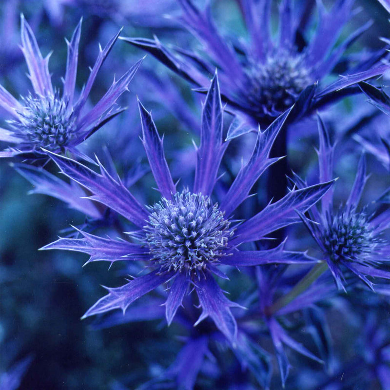 Eryngium Plant 'Picos Amethyst'