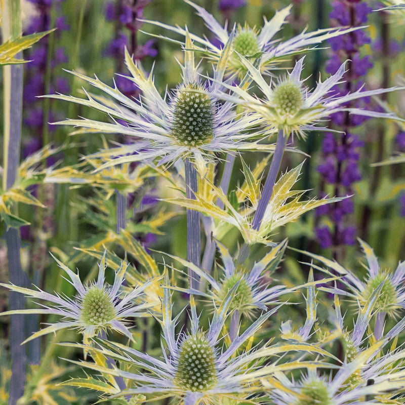 Eryngium Plant 'Neptune Gold'