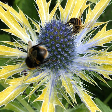 Eryngium Plant 'Neptune Gold'