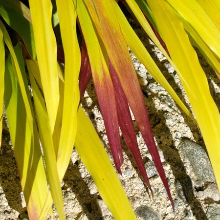 Hakonechloa Plant 'Sunflare'