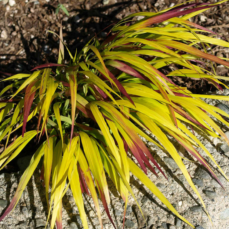 Hakonechloa Plant 'Sunflare'