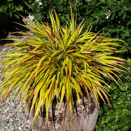 Hakonechloa Plant 'Sunflare'