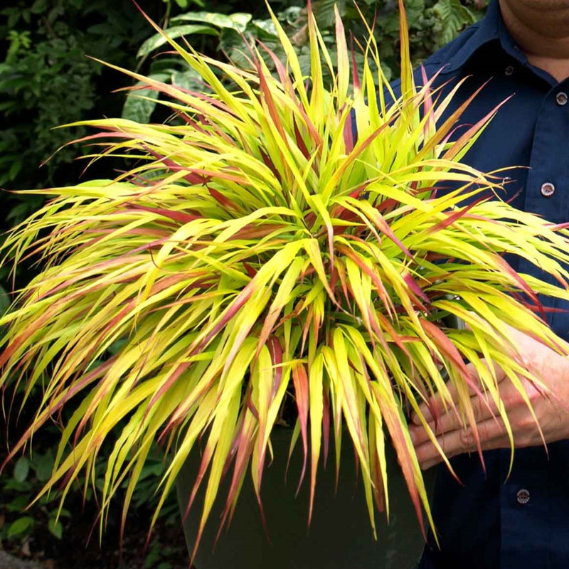 Hakonechloa Plant 'Sunflare'