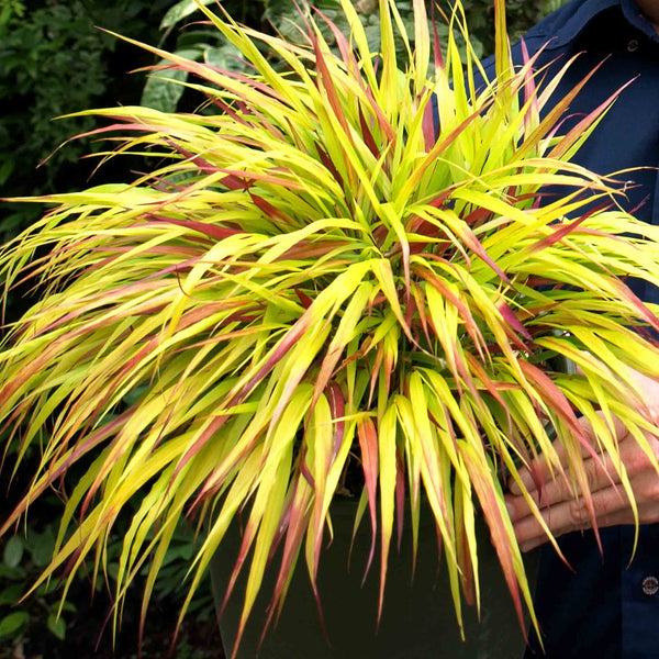 Hakonechloa Plant 'Sunflare'