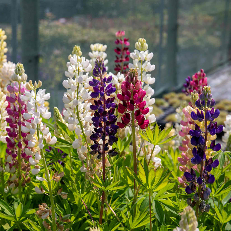 lupin plants in pots Lupin Plant 'Legendary Mix'
