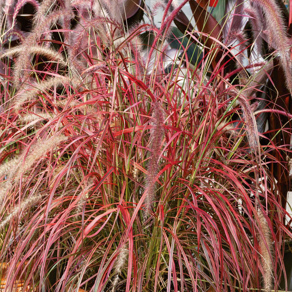 Pennisetum Plant 'Fireworks'