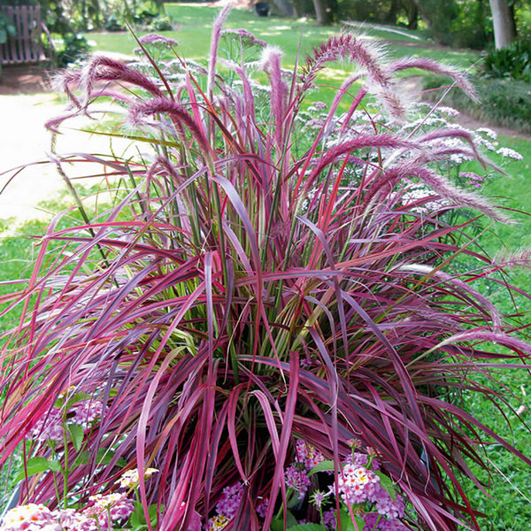 Pennisetum Plant 'Fireworks'