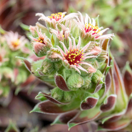Sempervivum Plant 'Coconut Crystal'