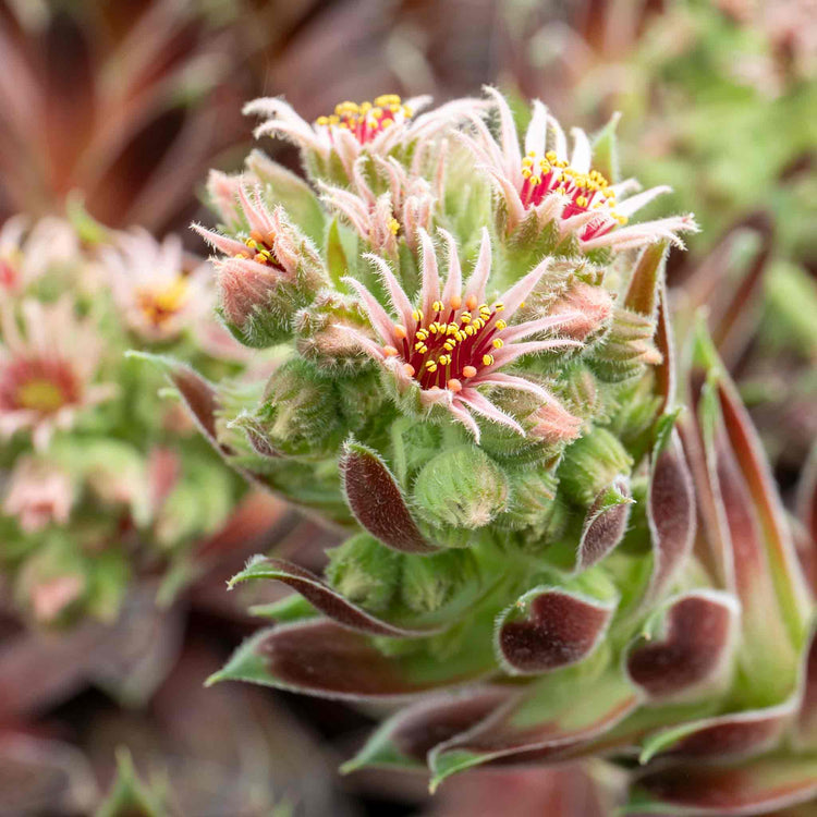 Sempervivum Plant 'Coconut Crystal'
