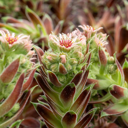 Sempervivum Plant 'Coconut Crystal'