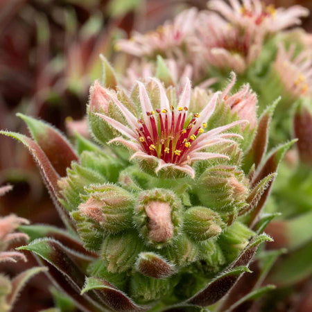 Sempervivum Plant 'Coconut Crystal'