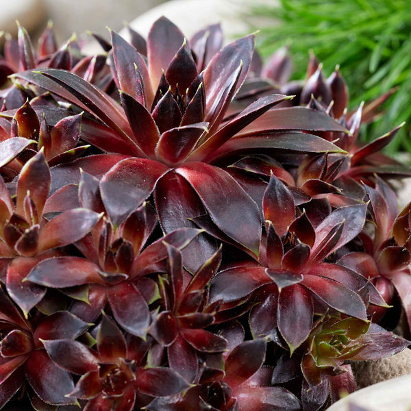 Sempervivum Plant 'Coconut Crystal'