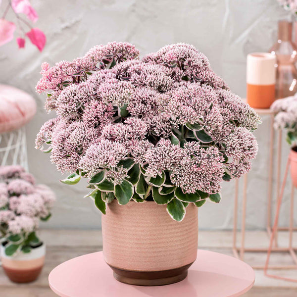 Sedum Plant 'Seduction La Vie en Rose'