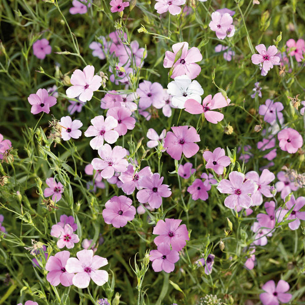 Silene Plant 'Uniflora Rosea'