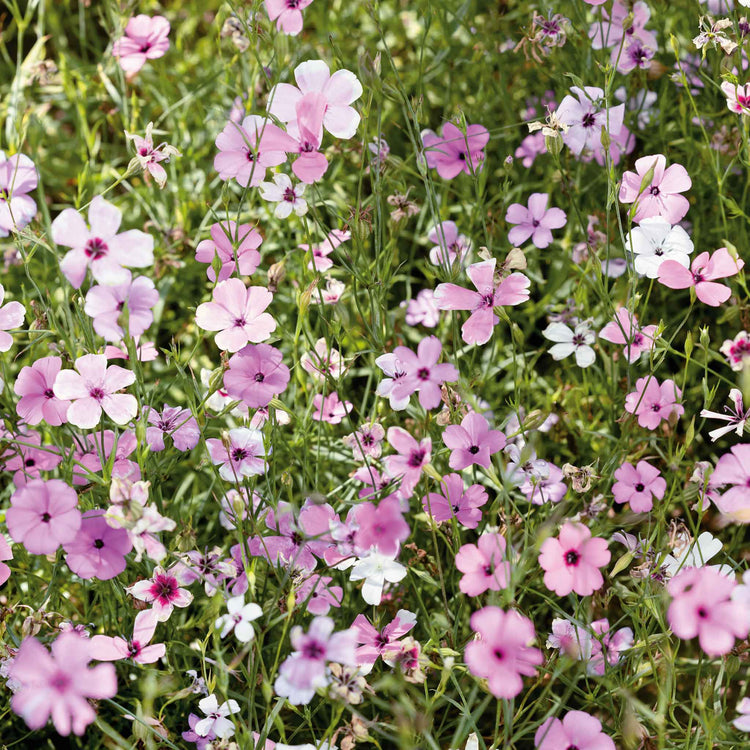 Silene Plant 'Uniflora Rosea'