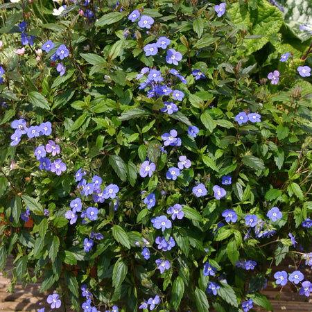 Veronica Plant 'Peduncularis Oxford Blue'