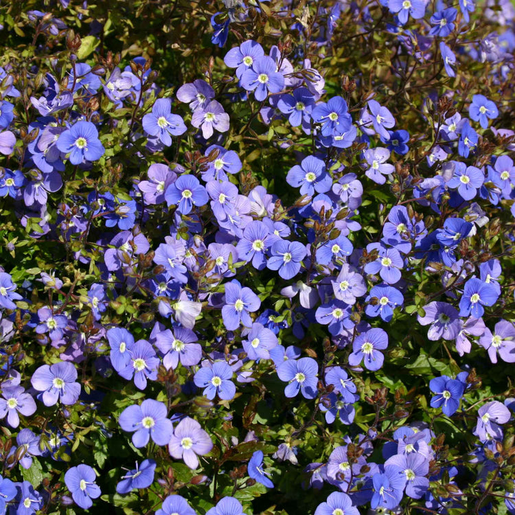 Veronica Plant 'Peduncularis Oxford Blue'